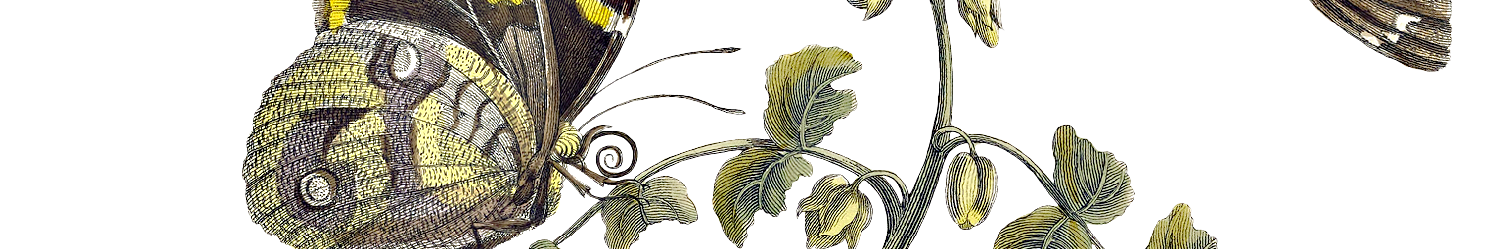 The Journal of the Fellowship of American Bibliophilic Societies