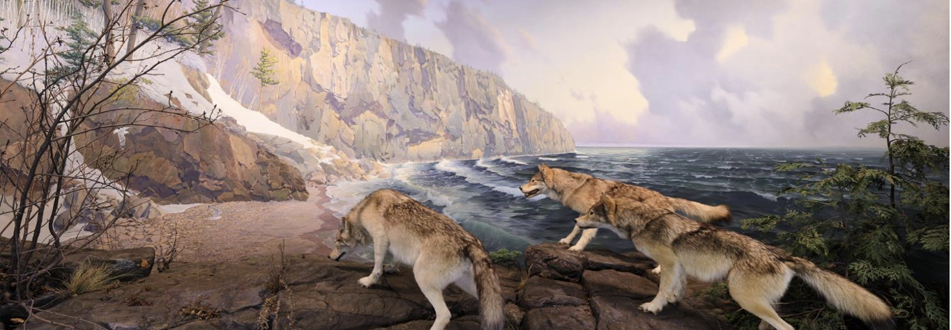 picture of a museum diorama of wolves
